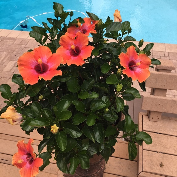 Meet your Posher, Colleen - Picture 1 of 1